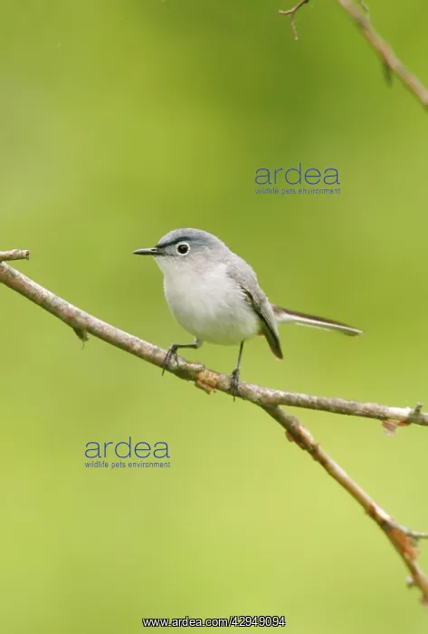 : Blue-gray Gnatcatcher : Blue-gray Gnatcatcher