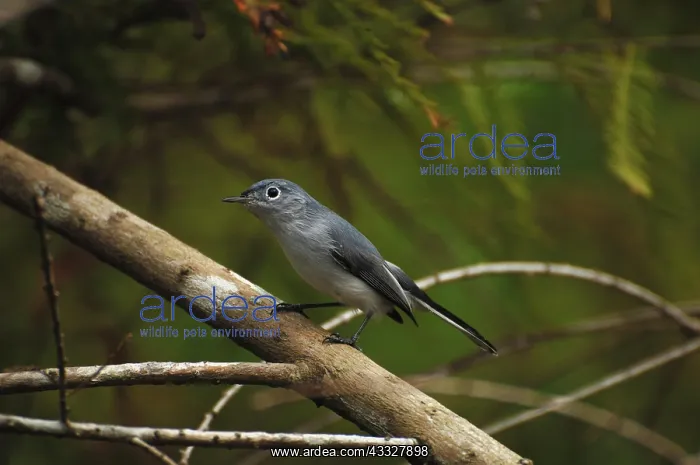 : Blue-gray Gnatcatcher : Blue-gray Gnatcatcher