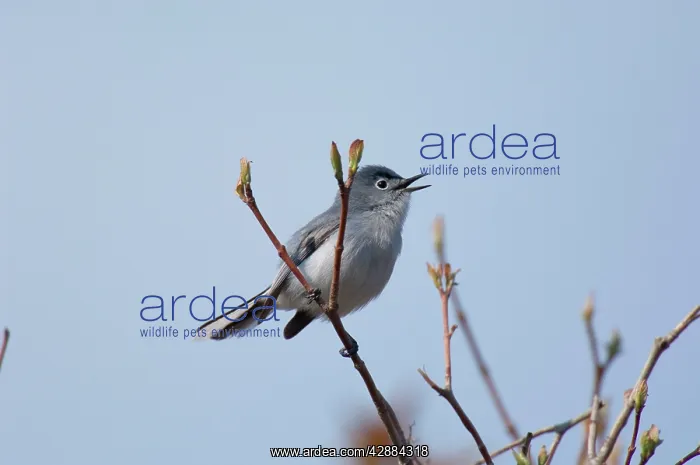 : Blue-gray Gnatcatcher - Male perched on branch, May : Blue-gray Gnatcatcher - Male perched on branch, May