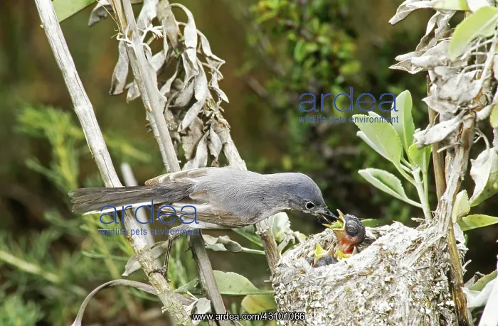 : Blue-gray Gnatcatcher at nest feeding young : Blue-gray Gnatcatcher at nest feeding young