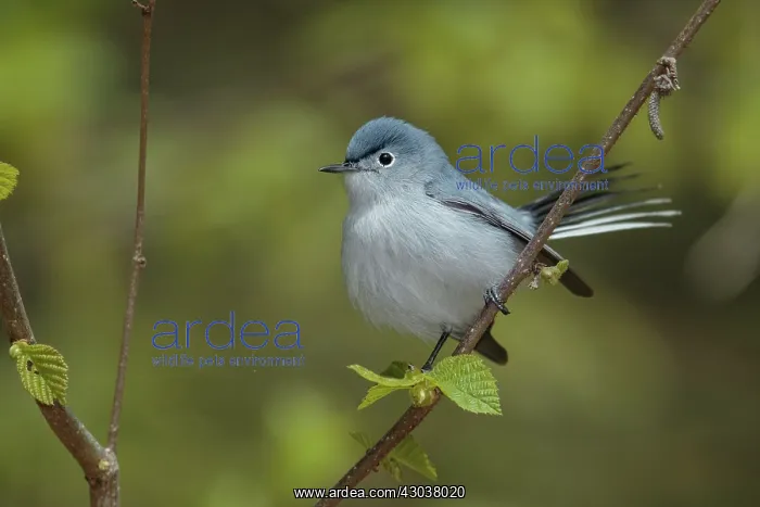 : Blue-gray Gnatcatcher Polioptila caerulea Foraging for : Blue-gray Gnatcatcher Polioptila caerulea Foraging for