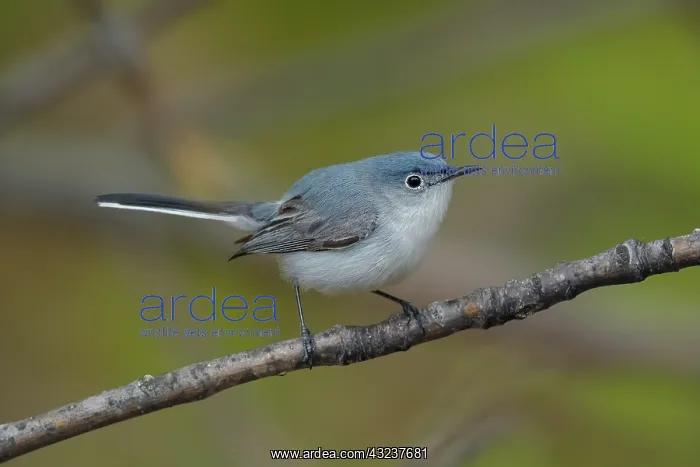 : Blue-gray Gnatcatcher Polioptila caerulea On territory : Blue-gray Gnatcatcher Polioptila caerulea On territory