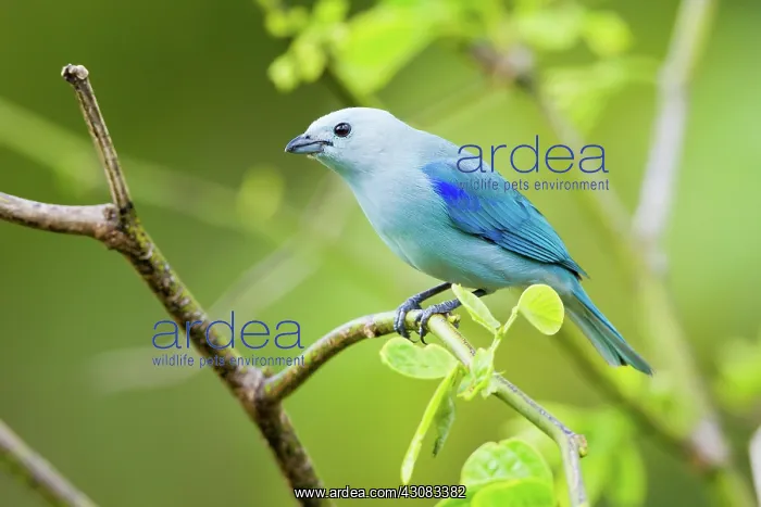 : Blue-gray Tanager : Blue-gray Tanager