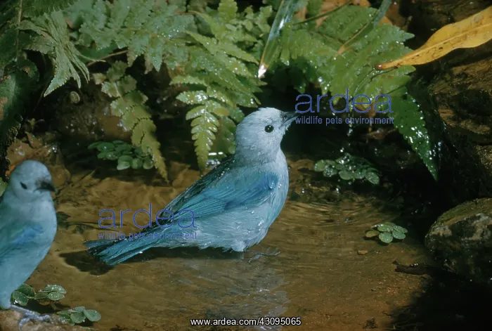: Blue-Gray Tanager : Blue-Gray Tanager