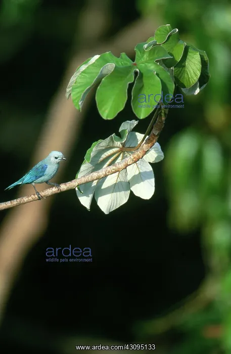 : Blue-Gray Tanager : Blue-Gray Tanager