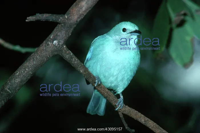: Blue-Gray Tanager : Blue-Gray Tanager