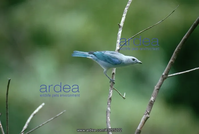 : Blue-Gray Tanager : Blue-Gray Tanager