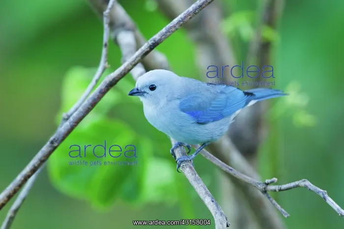 : Blue-gray Tanager : Blue-gray Tanager