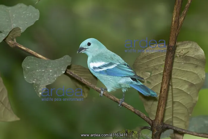 : Blue-gray Tanager : Blue-gray Tanager