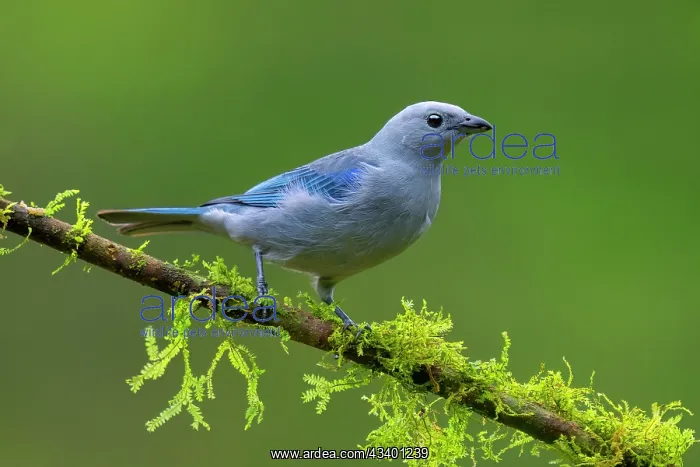: Blue-gray tanager : Blue-gray tanager