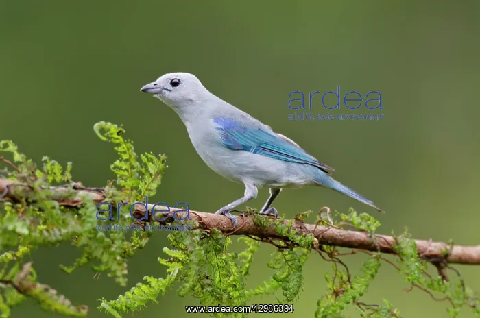 : Blue-gray Tanager or Blue-grey Tanager : Blue-gray Tanager or Blue-grey Tanager