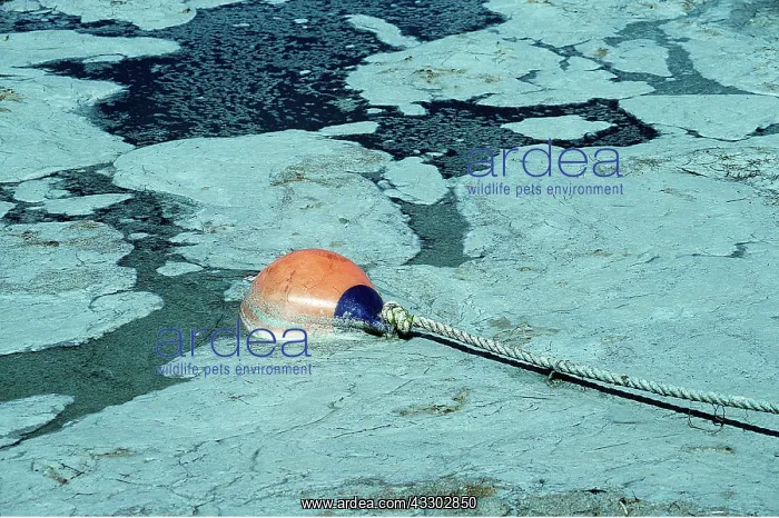 : BLUE GREEN ALGAE BLOOM : BLUE GREEN ALGAE BLOOM