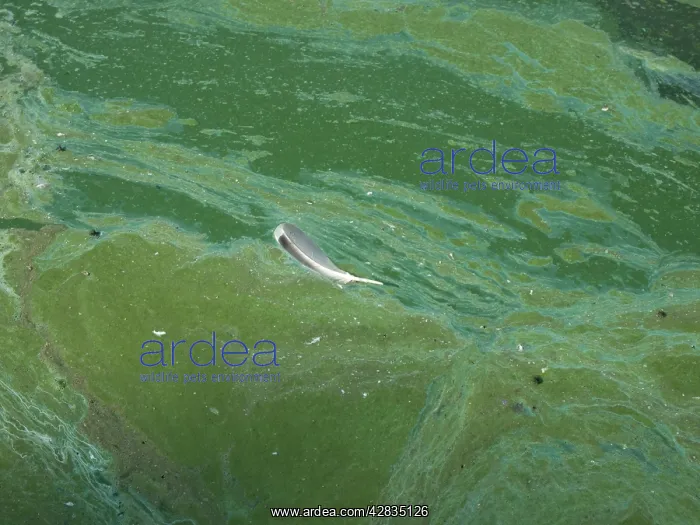 : Blue Green Algae - in reservoir : Blue Green Algae - in reservoir