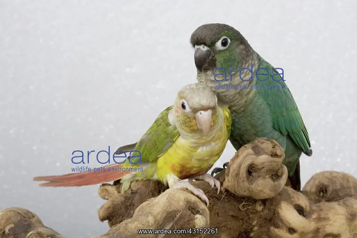 : Blue Green-cheeked and Pineapple-cinnamon Conures : Blue Green-cheeked and Pineapple-cinnamon Conures