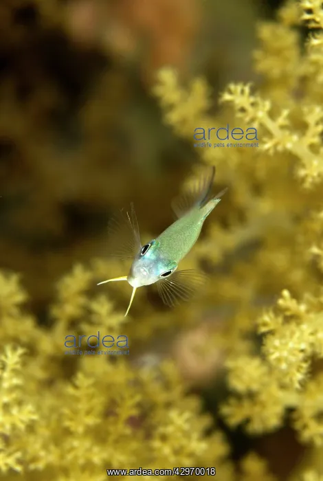 : Blue Green Damselfish : Blue Green Damselfish