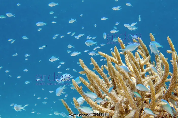 : Blue green Damselfish (Chromis viridis) and Staghorn : Blue green Damselfish (Chromis viridis) and Staghorn