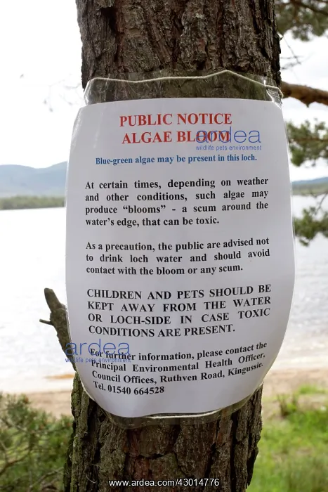 : Blue-green Phytoplankton Algal Bloom : Blue-green Phytoplankton Algal Bloom