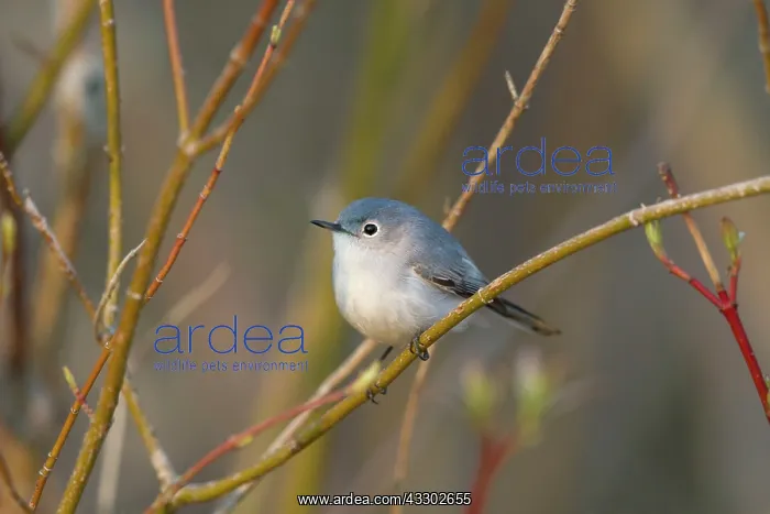 : Blue-grey Gnatcatcher : Blue-grey Gnatcatcher