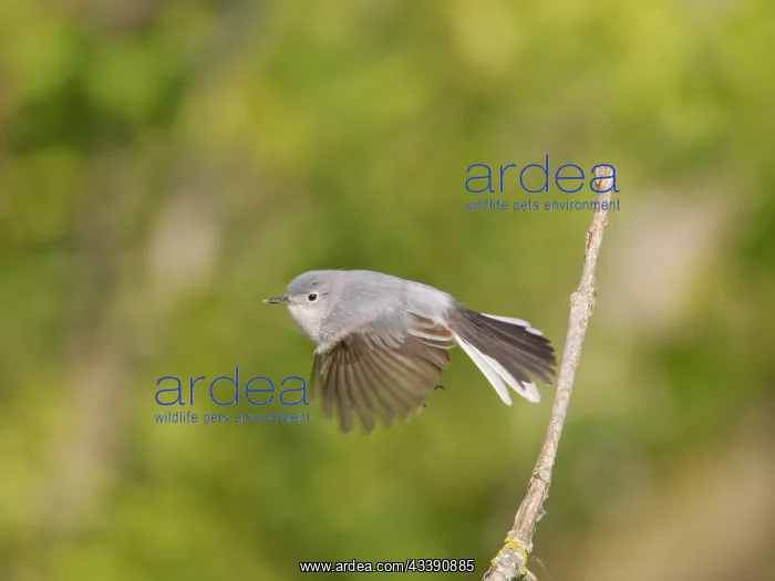 : Blue Grey Gnatcatcher Polioptila caerulea Magee : Blue Grey Gnatcatcher Polioptila caerulea Magee
