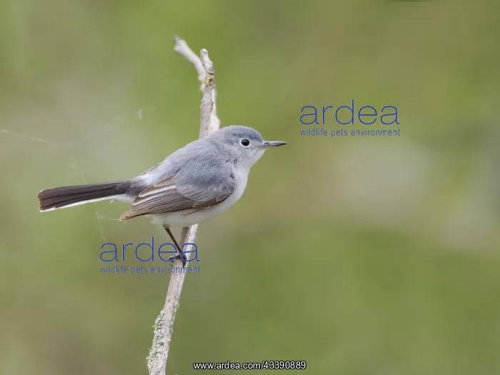 : Blue Grey Gnatcatcher Polioptila caerulea Magee : Blue Grey Gnatcatcher Polioptila caerulea Magee