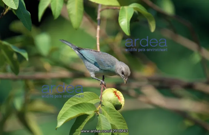 : Blue-grey Tanager : Blue-grey Tanager