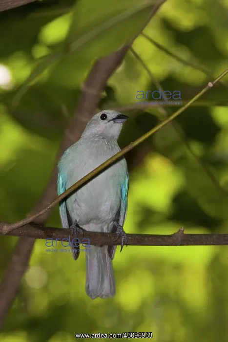 : Blue-grey Tanager : Blue-grey Tanager