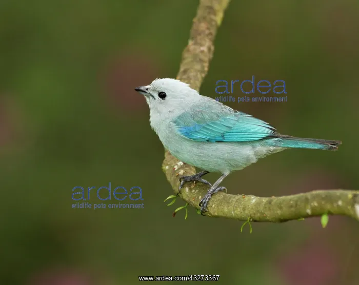 : Blue-grey tanager (Thraupis episcopus) : Blue-grey tanager (Thraupis episcopus)
