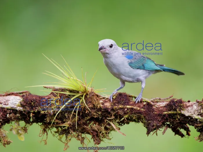 : Blue Grey Tanager Thraupis episcopus Ecuador BI0 : Blue Grey Tanager Thraupis episcopus Ecuador BI0