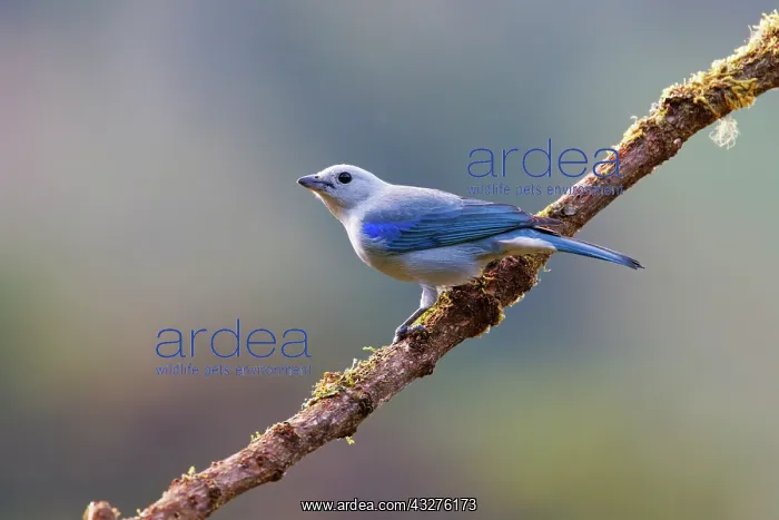 : Blue-grey Tanager Thraupis episcopus San Gerardo de Dota, Co : Blue-grey Tanager Thraupis episcopus San Gerardo de Dota, Co