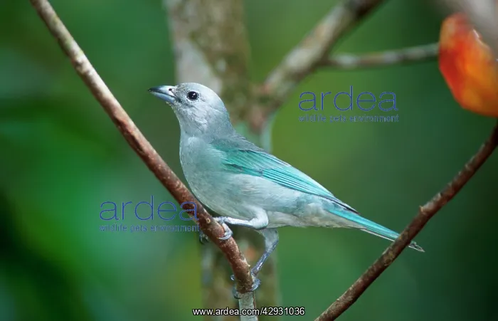 : Blue-grey Tanager - In tree : Blue-grey Tanager - In tree