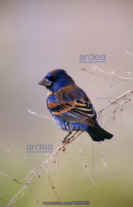 : Blue GROSBEAK : Blue GROSBEAK