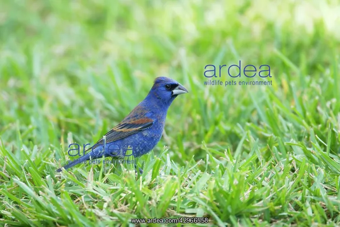 : Blue Grosbeak : Blue Grosbeak
