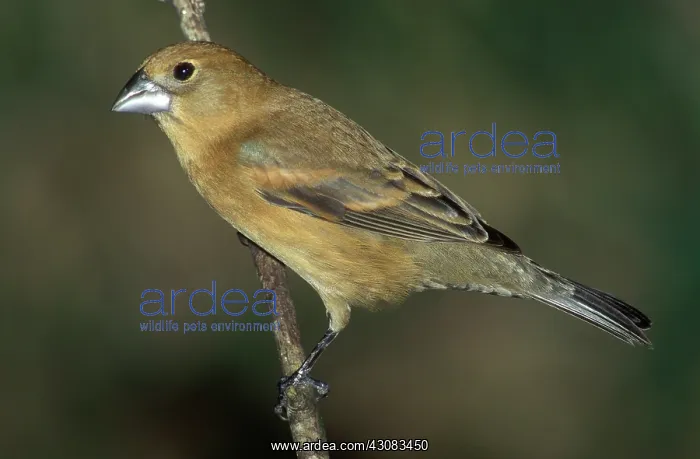 : Blue Grosbeak : Blue Grosbeak