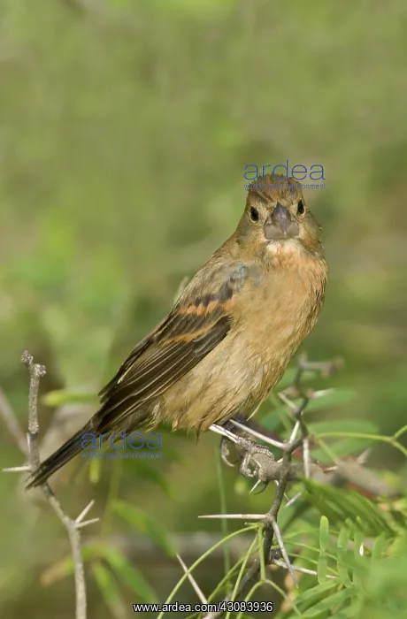 : Blue Grosbeak : Blue Grosbeak