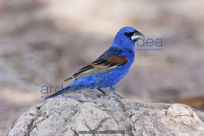 : Blue Grosbeak - adult male : Blue Grosbeak - adult male