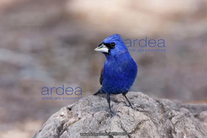 : Blue Grosbeak - adult male : Blue Grosbeak - adult male