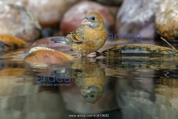 : Blue grosbeak. bathing, Rio Grande Valley, Texas : Blue grosbeak. bathing, Rio Grande Valley, Texas