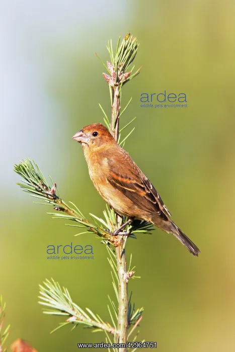 : Blue Grosbeak - first winter plumage - October : Blue Grosbeak - first winter plumage - October