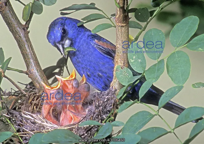 : Blue Grosbeak (Guiraca caerulea) : Blue Grosbeak (Guiraca caerulea)