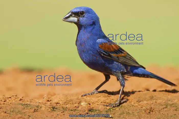 : Blue Grosbeak (Guirana caerulea) adult male : Blue Grosbeak (Guirana caerulea) adult male