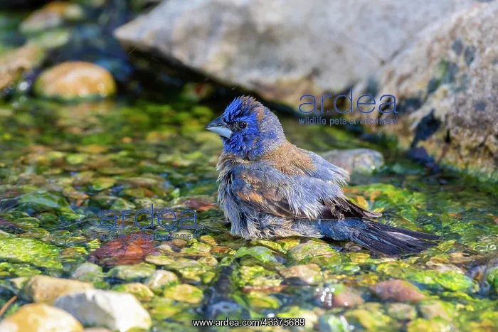 : Blue Grosbeak (Passerina caerulea) male bathing : Blue Grosbeak (Passerina caerulea) male bathing