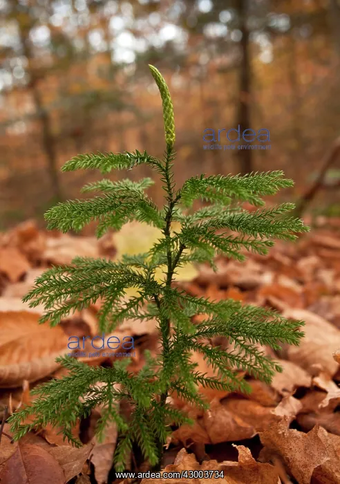 : Blue Ground Cedar / Blue Ground Pine : Blue Ground Cedar / Blue Ground Pine