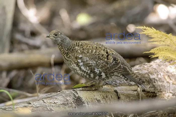 : Blue Grouse : Blue Grouse