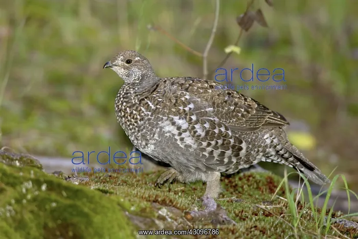 : Blue Grouse : Blue Grouse