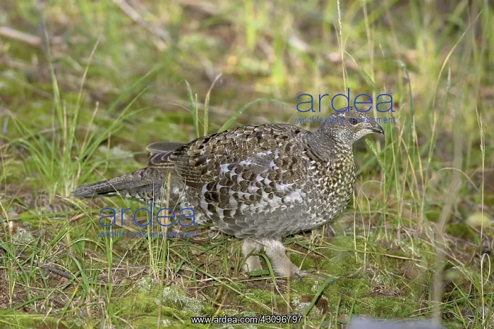 : Blue Grouse : Blue Grouse