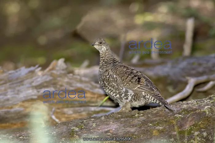 : Blue Grouse : Blue Grouse