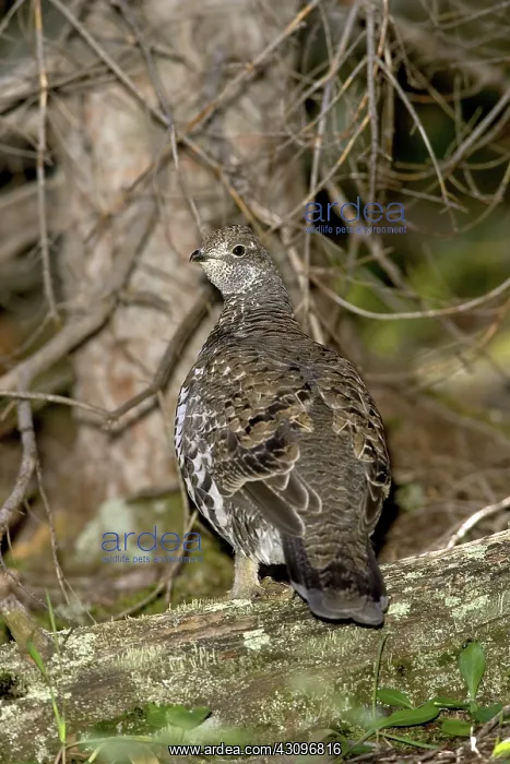 : Blue Grouse : Blue Grouse