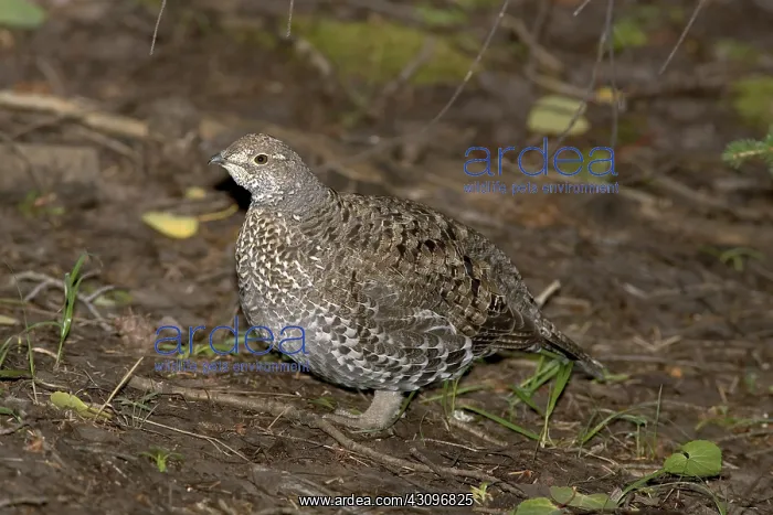 : Blue Grouse : Blue Grouse