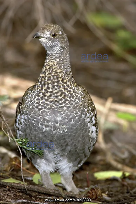 : Blue Grouse : Blue Grouse