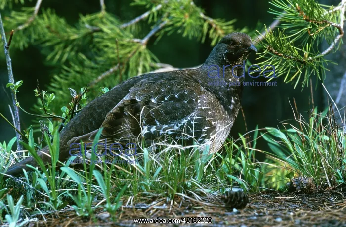 : Blue Grouse : Blue Grouse